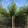 Zomereik | Laanboom