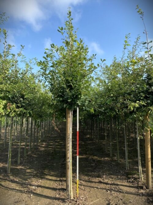 Quercus robur 16-18HO DRKL Zomereik | Laanboom