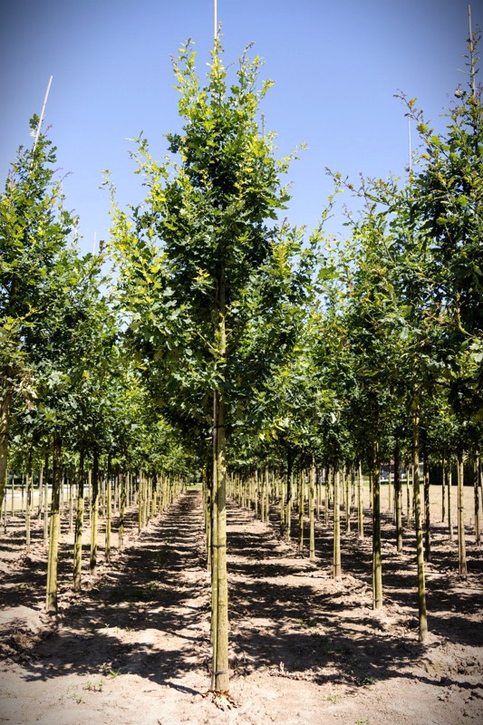 Zomereik | Laanboom