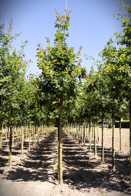 Zomereik | Laanboom