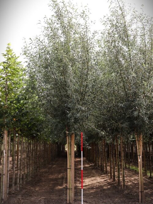 Gewone wilg | Laanboom