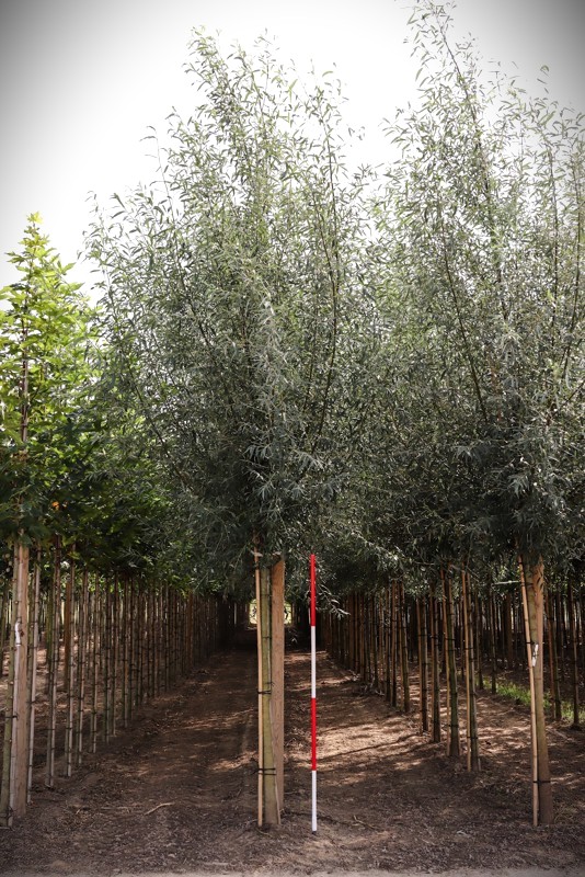Gewone wilg | Laanboom