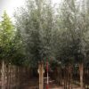 Gewone wilg | Laanboom