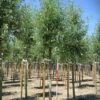 Gewone wilg | Laanboom
