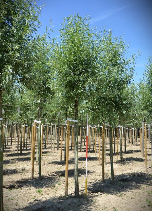Gewone wilg | Laanboom