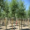 Gewone wilg | Laanboom