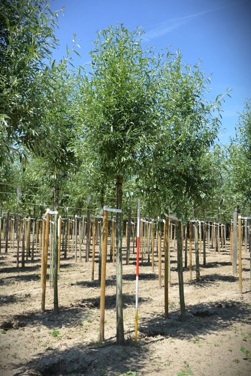 Gewone wilg | Laanboom