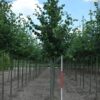 Winterlinde | Laanboom