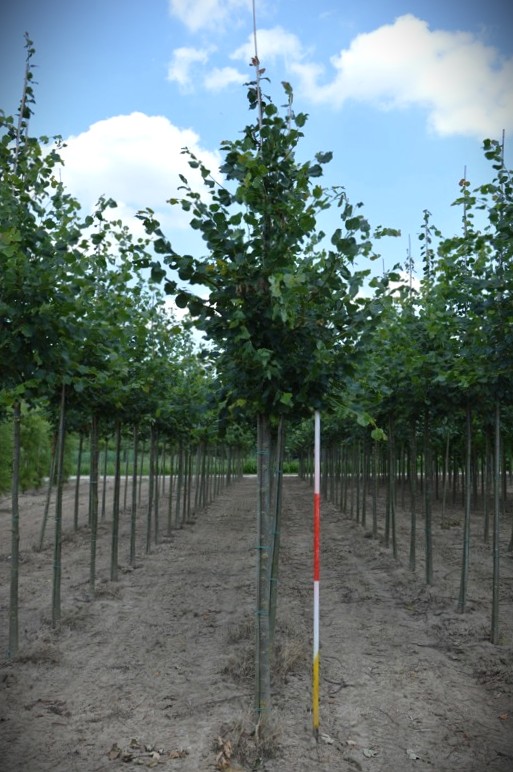 Winterlinde | Laanboom