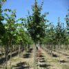 Winterlinde | Laanboom