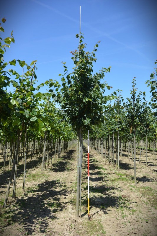 Winterlinde | Laanboom