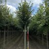 Winterlinde | Laanboom