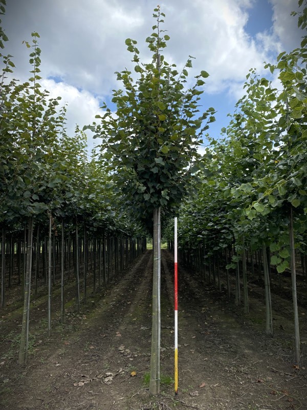 Winterlinde | Laanboom