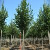 Winterlinde | Laanboom