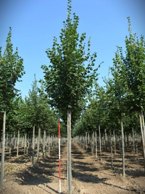 Winterlinde | Laanboom