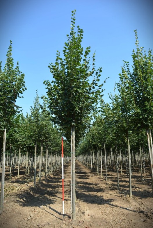Winterlinde | Laanboom