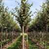 Hollandse linde | Laanboom