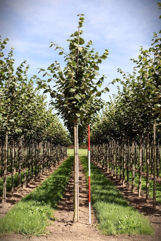 Hollandse linde | Laanboom