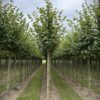 Hollandse linde | Laanboom