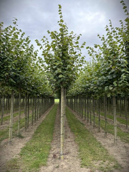 Hollandse linde | Laanboom