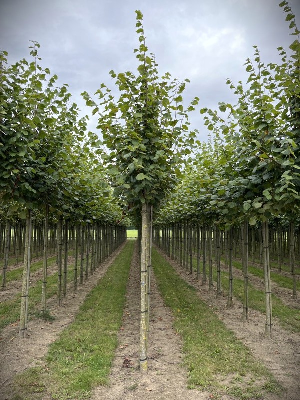 Hollandse linde | Laanboom