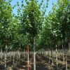 Hollandse linde | Laanboom