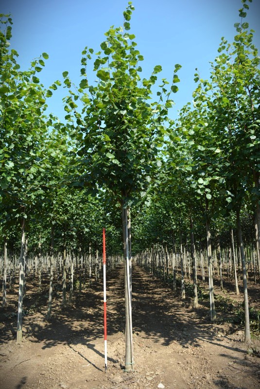 Hollandse linde | Laanboom