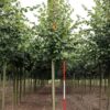 Hollandse linde | Laanboom