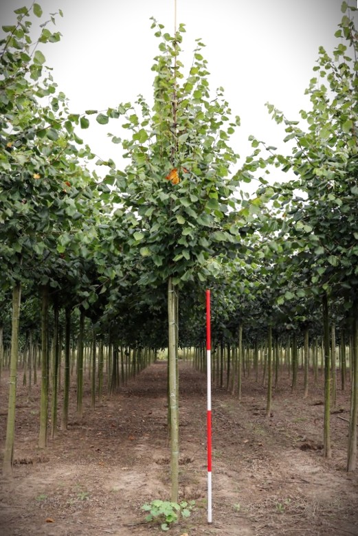 Hollandse linde | Laanboom