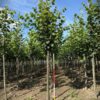 Zomerlinde | Laanboom