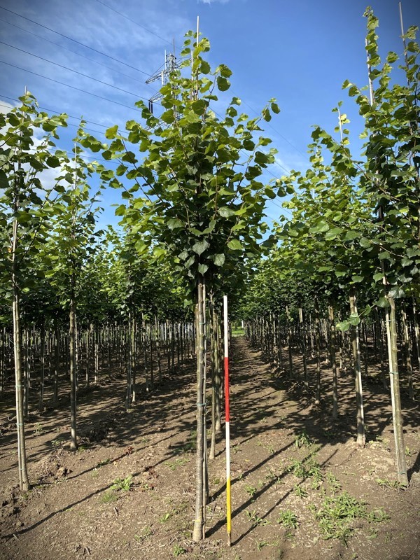 Zomerlinde | Laanboom