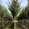 Zomerlinde | Laanboom