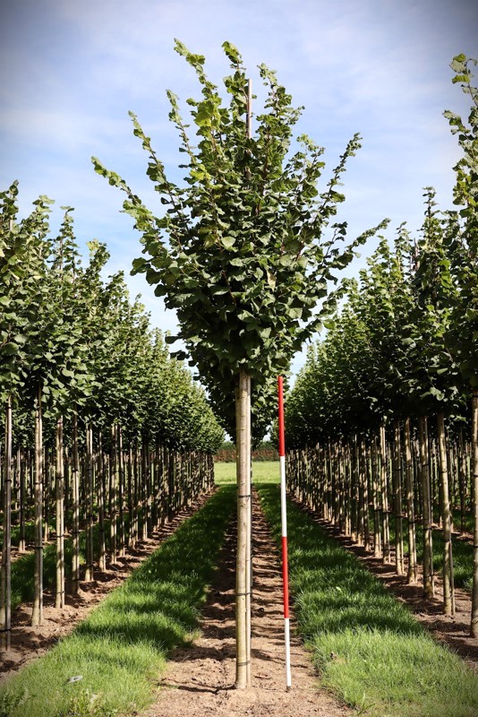 Zomerlinde | Laanboom