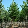 Zomerlinde | Laanboom