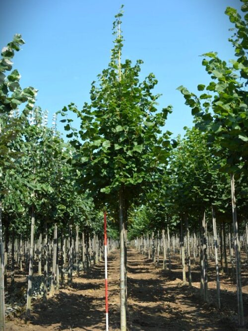 Zomerlinde | Laanboom