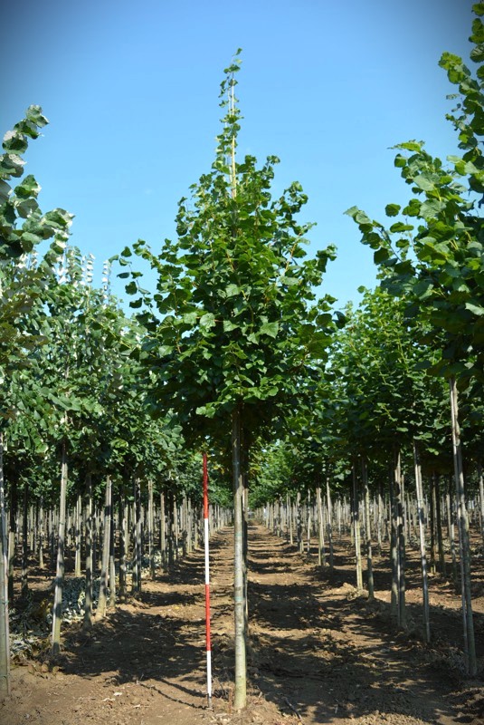 Zomerlinde | Laanboom