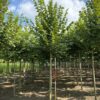 Zomerlinde | Laanboom