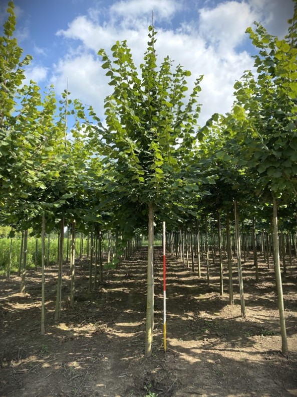 Zomerlinde | Laanboom