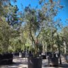 Kurkeik | Dubbelstam Karakterboom