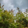Granaatappelboom | Halfstam