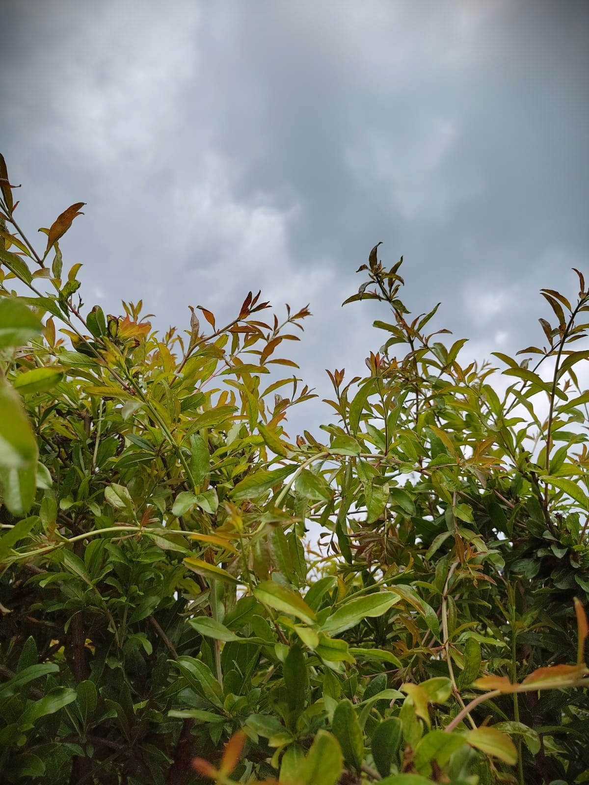 Granaatappelboom | Halfstam