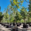 Lampionboom | Halfstam karakterboom