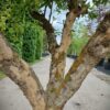 Granaatappelboom | Halfstam