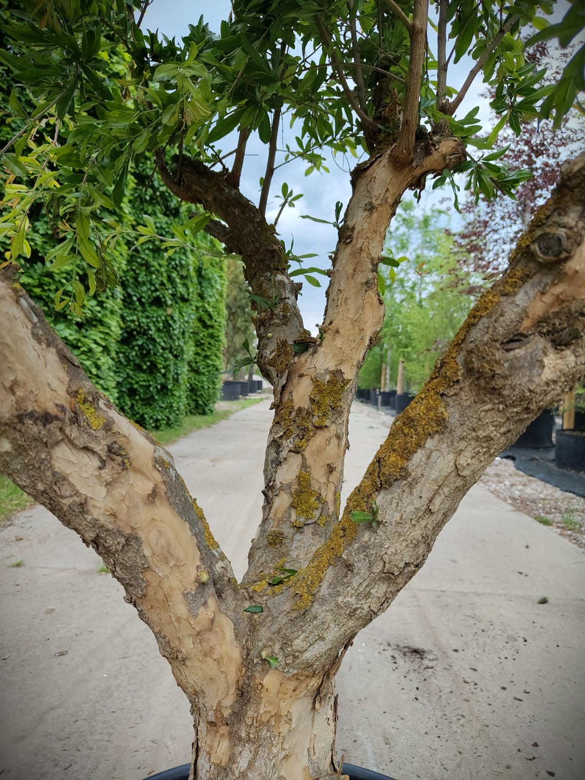 Granaatappelboom | Halfstam