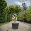 Granaatappelboom | Halfstam