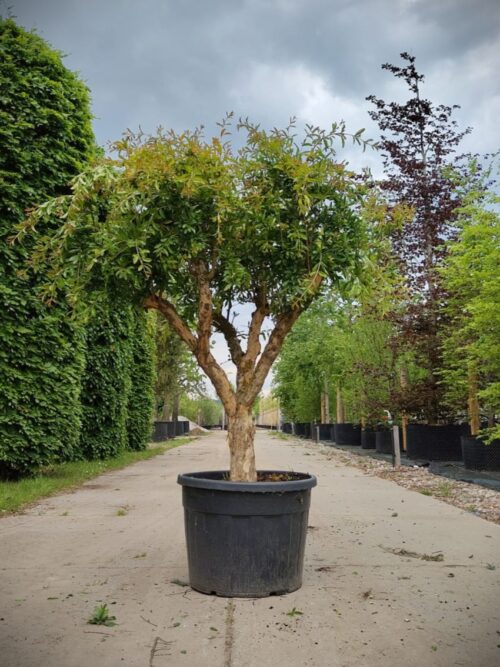 Granaatappelboom | Halfstam
