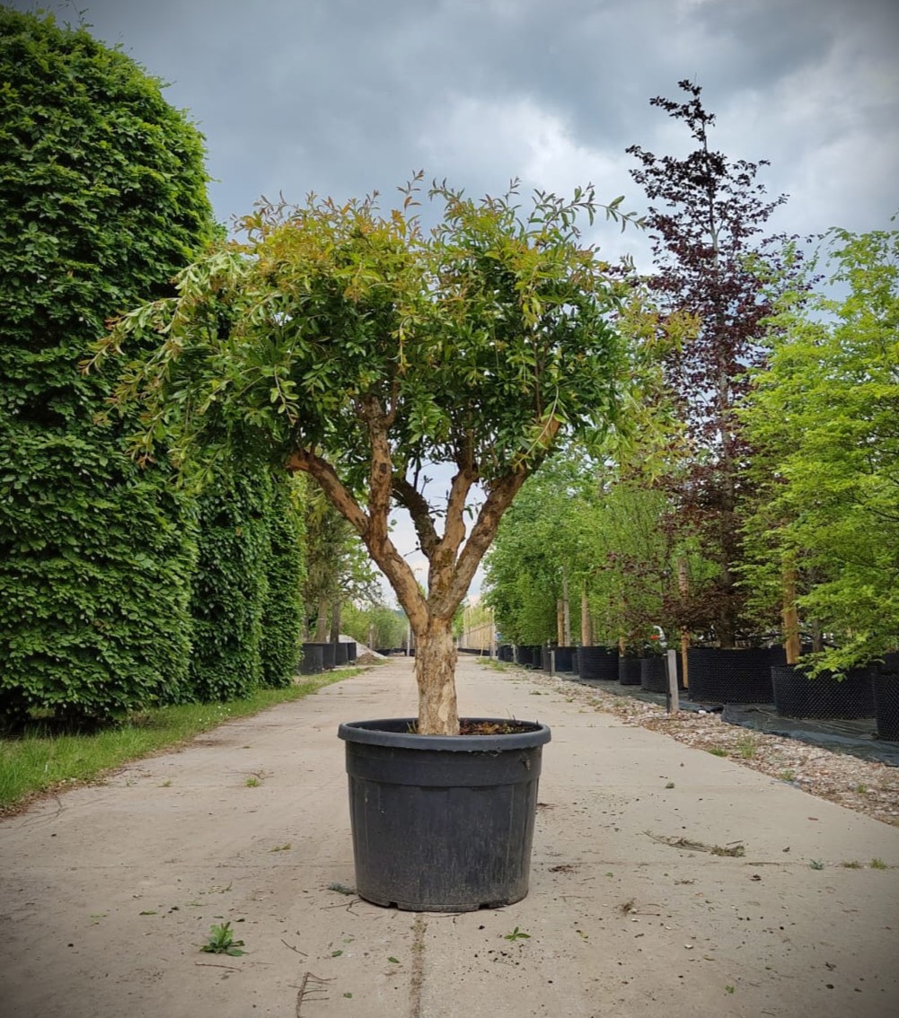 Granaatappelboom | Halfstam