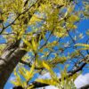 Gele valse Christusdoorn | Hoogstam