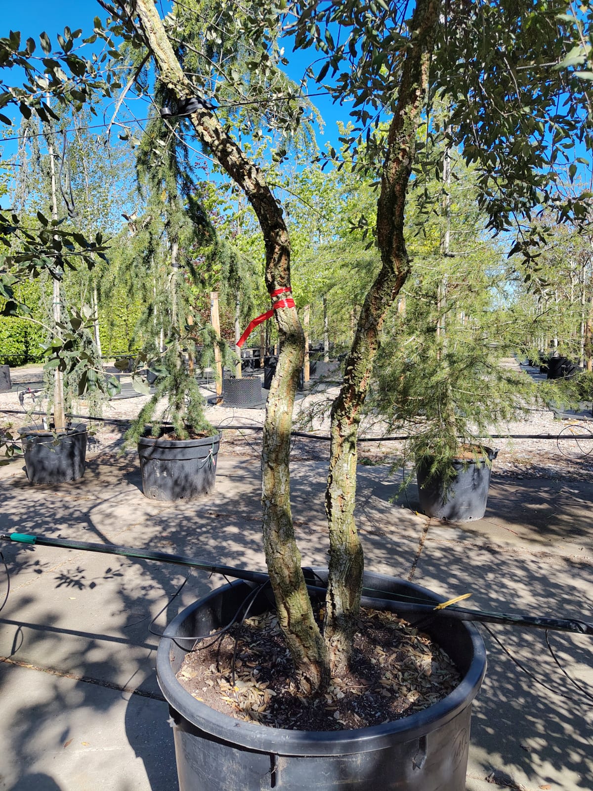 Kurkeik | Dubbelstam Karakterboom