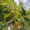 Granaatappelboom | Halfstam